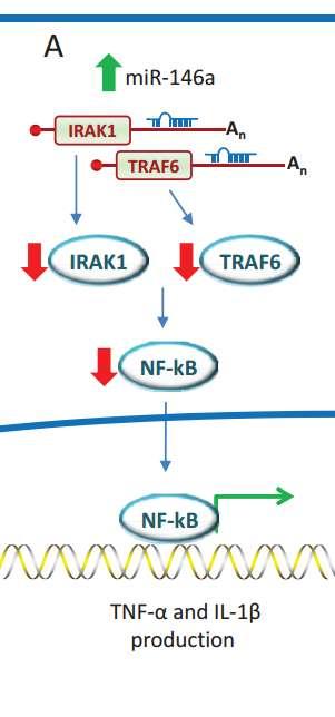 RA synovialis sejtek IRAK1 (IL-1 receptor-associated kinase 1) TRAF6 (TNF receptor-associated factor 6) NF-kB útvonalon keresztül meghosszabbítja a proinflammatórikus