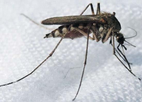 Alternatív lárvicidek szerepe a korszerû szúnyogirtásban. S-metopren hatóanyagú készítményekkel végzett szúnyoglárva irtási kísérletek eredményei a Tisza-tó térségében (Elhangzott a MaKOSZ XXI.