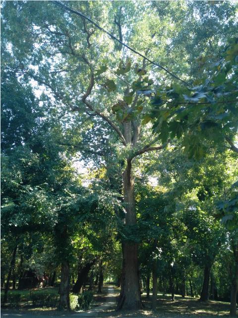 és egy fekete fenyő (Pinus nigra)- A Kettős-Körös mellett a