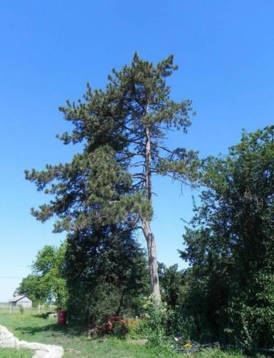 eperfa (Morus sp.) és egy idős diófa. (Junglans sp.