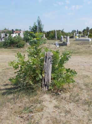 Angyalos szobrok a kis