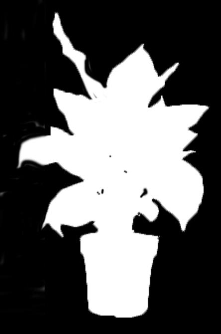 Csiperkegomba