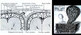 Sinus right Pts. No.