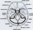 & PARIETÁLIS vv. thr. PAPILLA OEDEMA CEREBELLARIS vv.