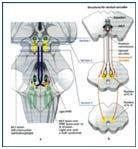 STROKE - OCULAR STROKE KETTŐSLÁTÁS szemmozgató központok agytörzs fogalmak -