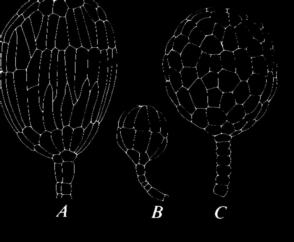 10. Jungermanniales antheridiumok. A: Calypogeia spp.