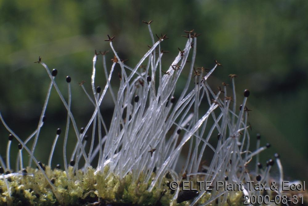 A Lophocolea heterophylla sporophytonja (Tóth Zoltán felvétele).