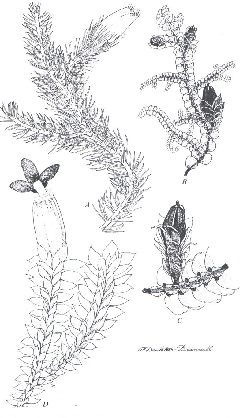 1. ábra. Jungermanniales habitus rajzok: A. Blepharostoma, B-C. Frullania, D.