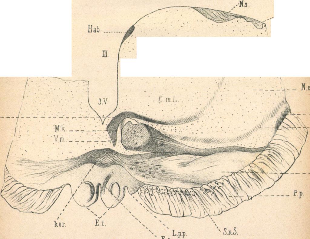 irfenanér tr.
