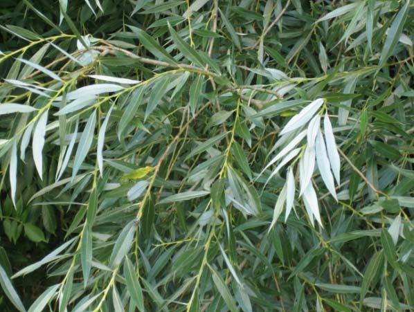 Kilmarnock, valamint a keskenylevelű parti fűz (Salix eleagnos Angustifolia ) is a házikertek ékessége lehet.