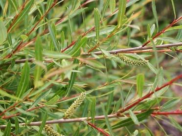 Sövénynek ajánlható a közönséges fagyal (Ligustrum vulgare), mely igénytelen, ellenálló és jól alakítható.