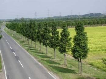 Ez alapján jól alkalmazható a kocsánytalan tölgy (Quercus petraea) és a csertölgy (Quercus cerris), illetve a kislevelű hárs (Tilia cordata) és az ezüst hárs (Tilia tomentosa) is, melyek nagy előnye,