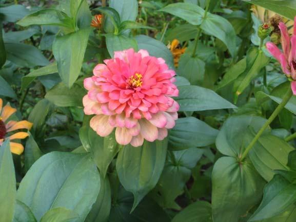 őszirózsák (Aster sp.).