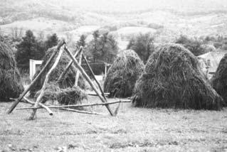 Sušenie sena v Drnave (foto Ilona L. Juhász, 1999) došlo k výmene plemien pomerne neskoro. Avšak už v 30.