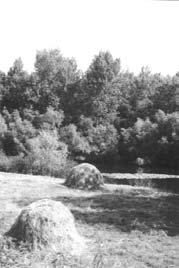 bolo zakázané hna dobytok bièom. Pastier viedol stádo pomocou zeleného vàbového prúta, dúfajúc, že aj dobytok bude rovnako tuèný ako ten prút.