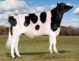 WALHOWDON DOMAIN GUNNER 12.954 kg - 3,6%mm, 466kg mm - 3,0%pt, 387kg pt TPI 1904 Podaci / Adatok 08/2015 TV,TL,TY,TD HB ID broj / ID szam USA 000069752548 14HO06758 Dobit u novcu 241$ Indeks konver.