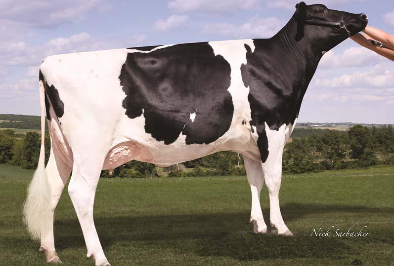 66 Kćeri / Lányai 71 Stada / Csordái 55 Pouzdanost 91% 234, 246 Ćerke bika Jenniton Bolton RAY su visoke i krupne krave, dobrih nogu i izraženog dubokog i širokog vimena.