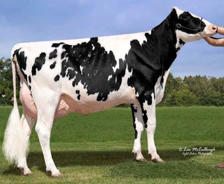 689 456, 345 Halotip / Ukoliko je vaš odgajivački cilj usmeren na povećanje mleka onda je bik Veazland MARION pravi izbor za Vas.