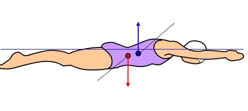 BIOMECHANIKAI ALAPOK ÚSZÁS SORÁN HATÓ ERŐK Közegellenállás ereje Felhajtó erő Súlyerő