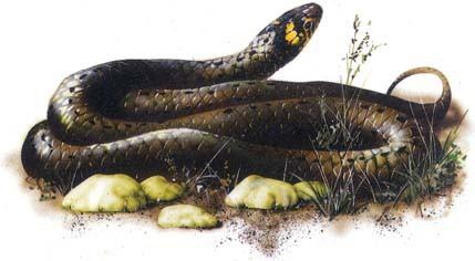 Más kígyófajta nem él a tó környékén, a fején lévő sárga félhold alakú foltról amúgy is összetéveszthetetlen. A vízisikló fészkenként 20-30 hosszúkás alakú, galambtojás nagyságú tojást rak.