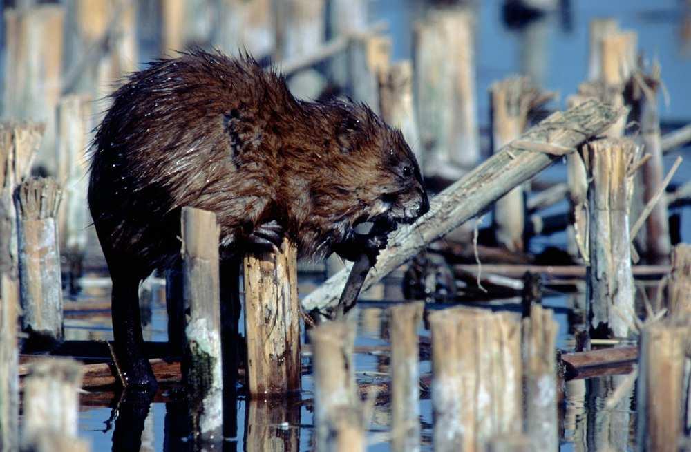 Pézsmapocok (Ondatra zibethicus) Felismerés jegyei: Patkányformájú rágcsáló. Bundája a hátán gesztenyebarna, a hasán szürke, de többféle fekete vagy világosszürke színváltozata is lehetséges.