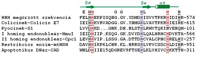 3.3.2.1. ábra: A HNH motívumot tartalmazó aminosav szekvenciák összehasonlítása különböző fehérjecsaládokban [50]. A HNH motívum topologiája nagy hasonlóságot mutat a cink-ujj fehérjékhez.