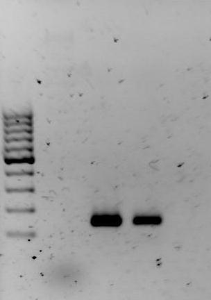 hosszúságú termék sikeres reakció esetén, a 100 és a 200 bp hosszúságú marker DNS jelek között detektálható (5.1.1.2. ábra). M-100 M-500 Minta1 Minta2 Vak minta M bp V bp HNH 500bpbp ~150bp 143 bp 5.