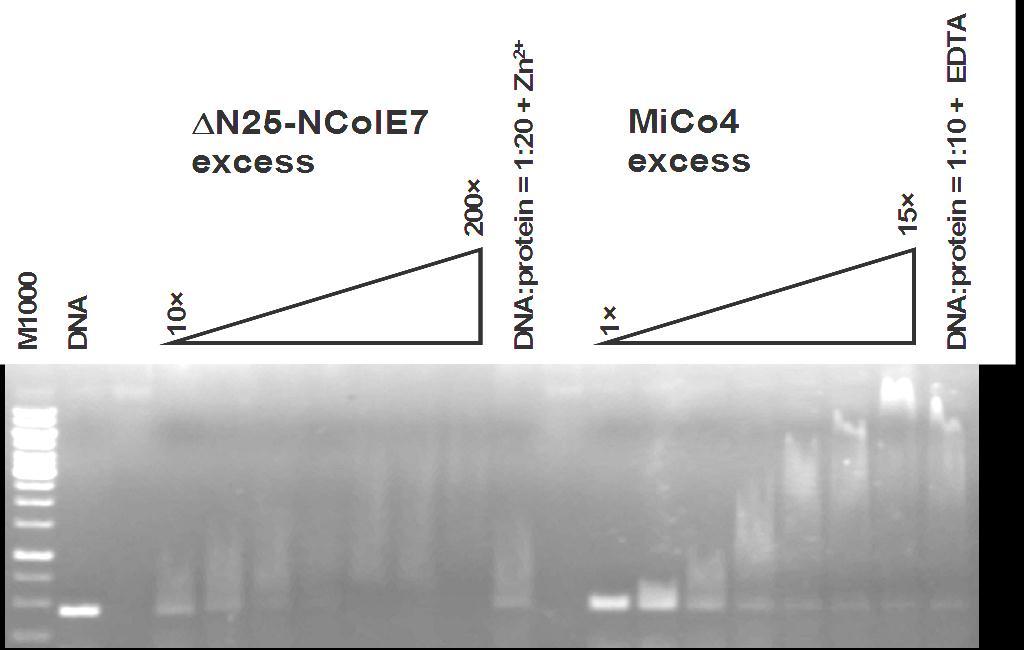 relative distance DNS DNS:fehérje 1:10 + EDTA (B) ábra 4. oszlop) erősen kötődik a DNS molekulához.