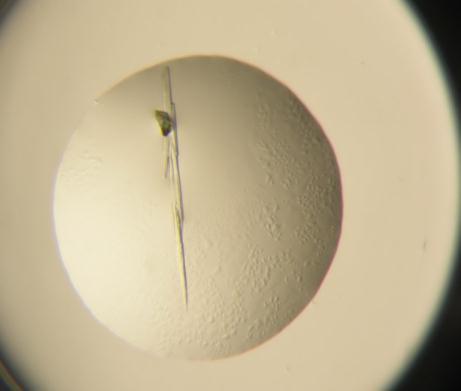 5.3. A N4-NColE7 szerkezetmeghatározás vizsgálatai 5.3.1.