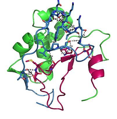 Megvizsgáltuk tehát az N-terminális hurok aminosavjait érintő kölcsönhatásokat a hidrogénkötések helyzetén keresztül a Hbonds PyMol (Queen s University) program segítségével (5.3.2.3. ábra).