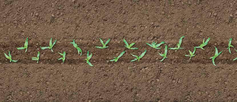 A koncepció: LEMKEN DeltaRow 75 cm 75 cm 12,5 cm 29,6 cm 14,8 cm 19,3 cm D = 14,8 cm A = 172 cm2 100 % D = 19,3 cm A = 292 cm2 170 % Egy sor DeltaRow A DeltaRow két, egymástól 12,5 cm távolsággal