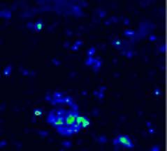 -6.7.7-6.7-4.6-4.6-4.6-2.5-2.5-2.5.4.3.4.3.4.3 2.2 2.2 2.2 4-6 -4-2 2 4 1 µm a: D (RSD: 291%, MAX: 47%, törési szilárdság: ~46 N).1. 4 6-4 -2 2 4 6 1 µm b: HS-W (RSD: 115%, MAX: 44%, törési szilárdság: ~4 N).