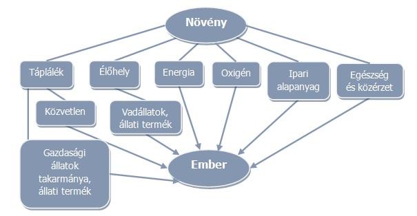 szemlélteti:*** Hozzávetőleges számítások szerint a Föld felületére sugárzott napenergia 0,11%-ának felhasználásával a fotoautotróf szervezetek a világtengerekben (3,6 x 10 8 km 2 ) évente 20-30 x 10