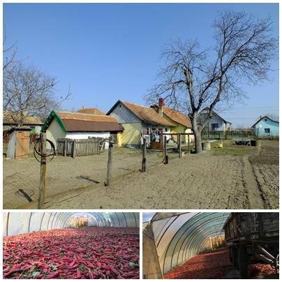 Az épület elé ültetett lombhullatók télen beeresztik a fényt, nyáron védenek a tűző naptól.