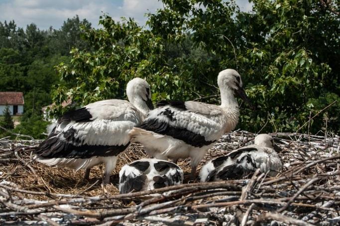 Madárvárta A gátőrház területén működik a Farmosi madárvárta, ahol madárgyűrűzés és megfigyelés folyik.