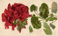 Rose (EK) T2/3 1 000