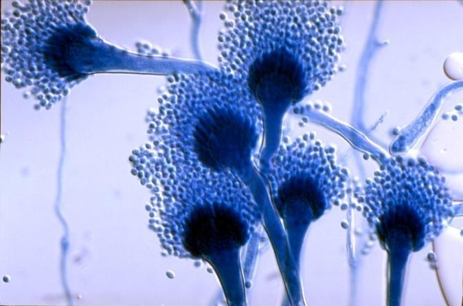 3. gyakorlat A gombák morfológiai vizsgálata Celluxos