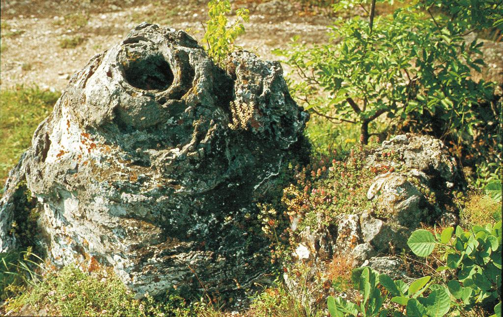 1. kép. Kisebb (2 m magas) forráskúp a Tihanyi-félszigeten, oldalában 20 40 cm-es parazitakúpokkal. Jól látható a körkörös kiválás és középen az egykori forráskürtő. (Fotó: Schweitzer F.) 3. ábra.