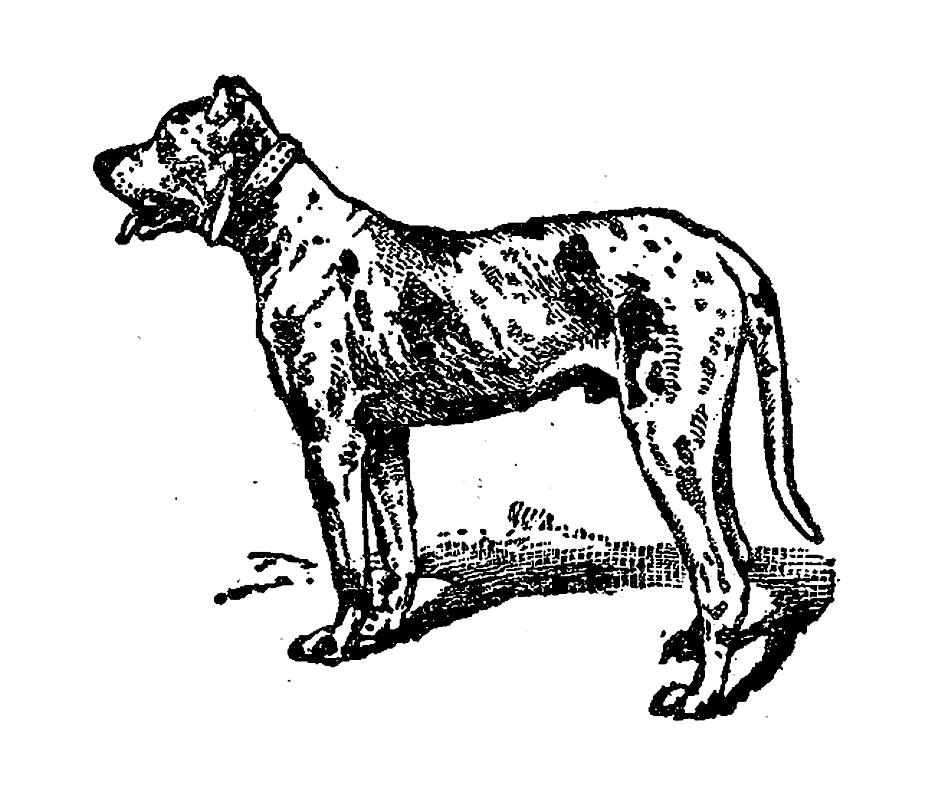 Irodalom Buss, Arnold H. (1995): Personality: Temperament, Social Behavior, and the Self. Allyn & Bacon, Needham Heights, MA Draper, Thomas W. (1995): Canine Analogs of Human Personality Factors.