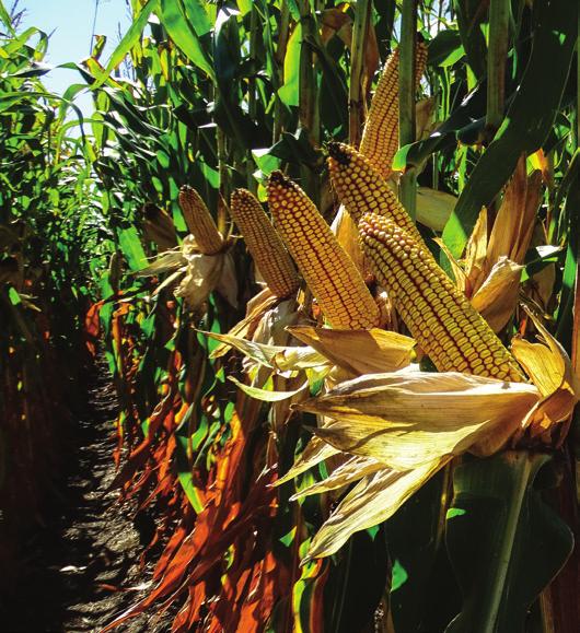 Hibrid és technológiai ajánlat egy helyről RENFOR FAO 3-32 Szemes hasznosítási irányú hibrid kukorica.
