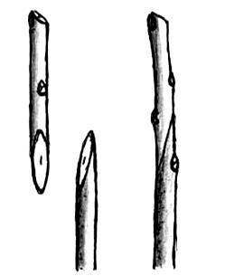 Oltások metszlapvágásának gyakorlása: Közönséges párosítás (balra): Az alany és a nemes oltócsap átmérője azonos, a metszlap hossza az átmérő 3 x-a Metszlapvágás oltásnál: a vágást mindig a kés