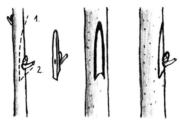 T szemzés (balra): Csak kis, vékony farész a szempajzsban, vagy a farész