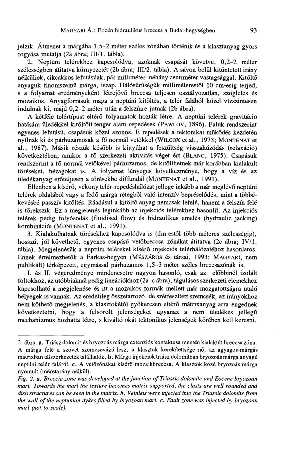 MAGYARI Á.: Eocén hidraulikus breccsa a Budai-hegységben 93 jelzik. Átmenet a márgába 1,5-2 méter széles zónában történik és a klasztanyag gyors fogyása mutatja (2a ábra; III/1. tábla). 2.