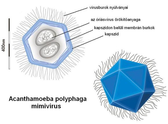 Mimivírus 400 nm 1,2