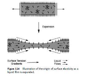 Marangoni-hatás When a surfactant-stabilized film undergoes sudden expansion, then immediately the expanded portion of the film must have a lower degree of surfactant adsorption than unexpanded