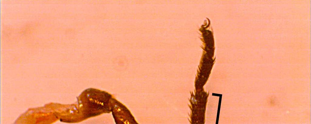Figure 3. Measured morphological traits: 5. length of the front tibia After measuring these linear dimensions, we removed the wings, and prepared them for photography.