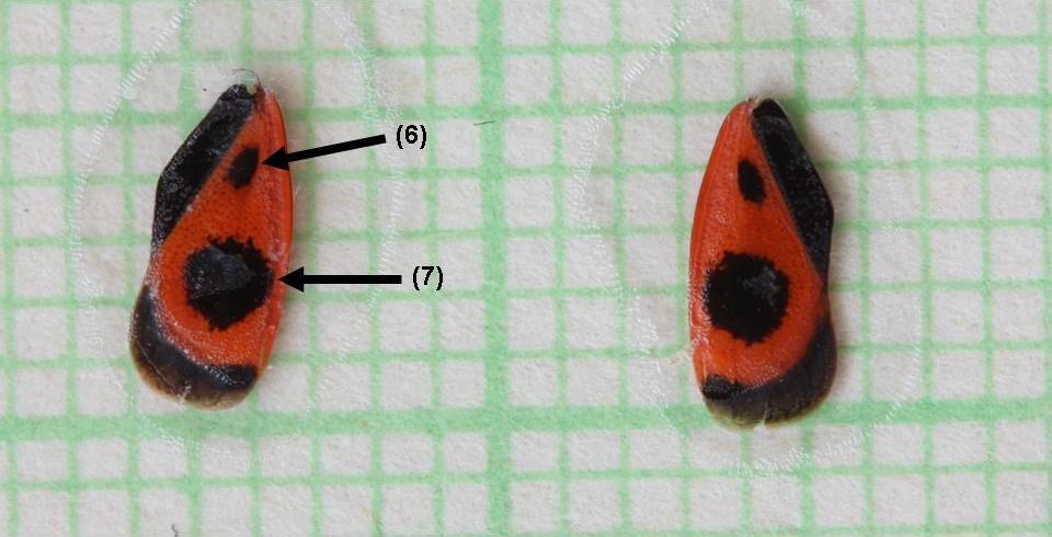 Figure 4. Measured morphological traits: 6. small black spot, 7.