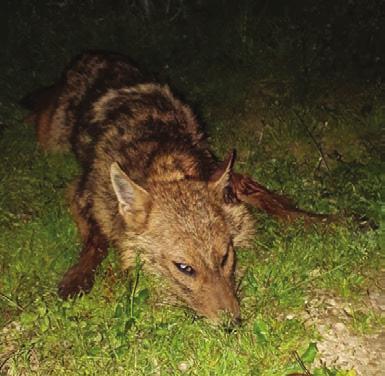 Kamarai Hírlevél Sakálok, na és a macskák károkozása Idén tavaszi időszakban Győri Balázs vadásztársunk az egyedi határban, az un.