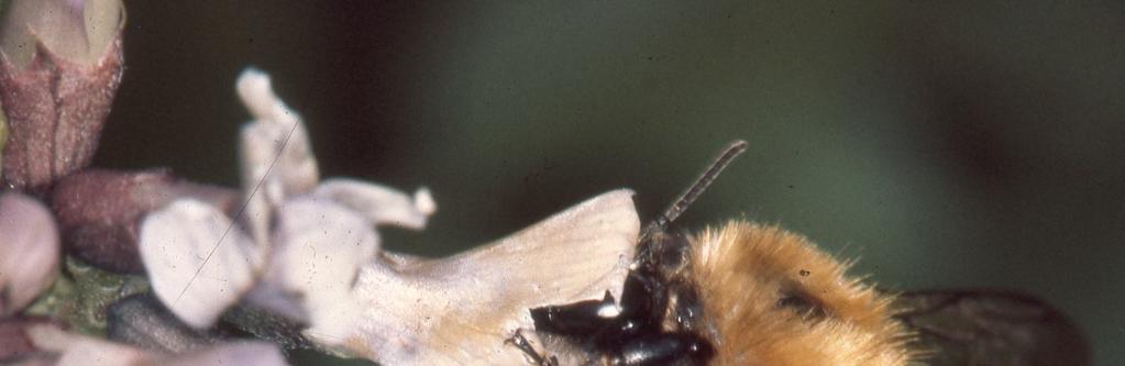 Bombus