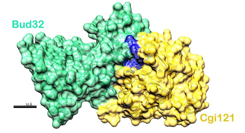 Az így kapott in silico adatok alapján azt feltételezhetjük, hogy a Cpar2_303700 a S. cerevisiae-ben azonosított Cgi121 fehérje C.